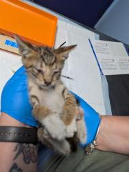 Shelter Stray Male Cat last seen , 3951 Fruitvale Ave, Bakersfield, CA 93308, USA