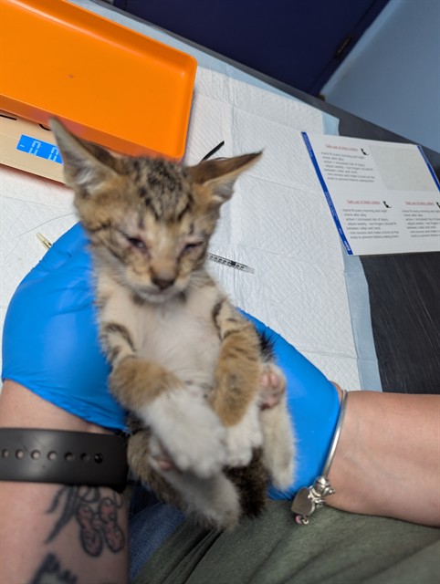 Shelter Stray Male Cat last seen , 3951 Fruitvale Ave, Bakersfield, CA 93308, USA