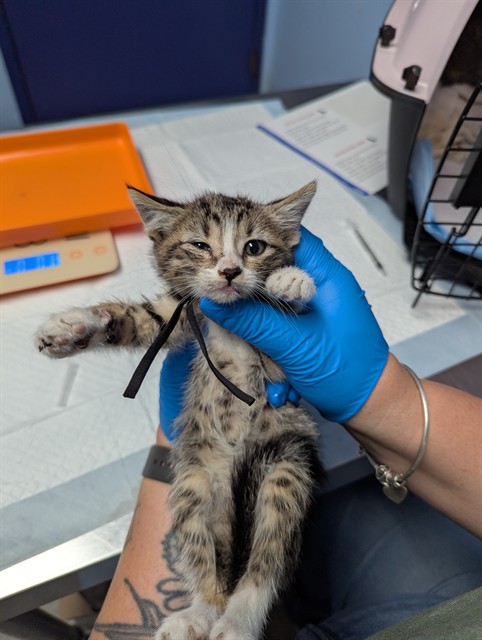 Shelter Stray Male Cat last seen , 3951 Fruitvale Ave, Bakersfield, CA 93308, USA