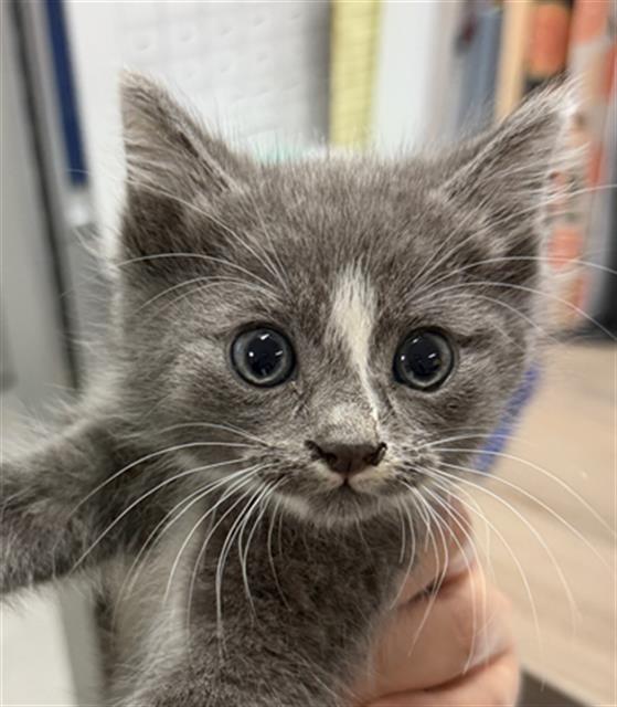 Shelter Stray Male Cat last seen Near BLOCK FRUITVALE AVE, BAKERSFIELD KERN COUNTY CA 93308, 3951 Fruitvale Ave, Bakersfield, CA 93308, USA