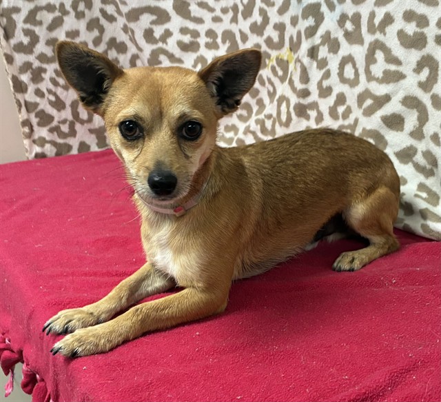 Shelter Stray Male Dog last seen , 38550 Sierra Hwy, Palmdale, CA 93550, USA
