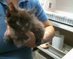 Shelter Stray Female Cat last seen STARFIRE DR/TRUJILLO WAY, 95826, 3839 Bradshaw Rd, Sacramento, CA 95827, USA