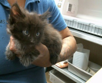 Shelter Stray Female Cat last seen STARFIRE DR/TRUJILLO WAY, 95826, 3839 Bradshaw Rd, Sacramento, CA 95827, USA