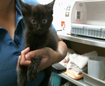 Shelter Stray Male Cat last seen STARFIRE DR/TRUJILLO WAY, 95826, 3839 Bradshaw Rd, Sacramento, CA 95827, USA