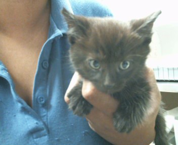 Shelter Stray Female Cat last seen STARFIRE DR/TRUJILLO WAY, 95826, 3839 Bradshaw Rd, Sacramento, CA 95827, USA