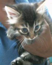 Shelter Stray Female Cat last seen STARFIRE DR/TRUJILLO WAY, 95826, 3839 Bradshaw Rd, Sacramento, CA 95827, USA