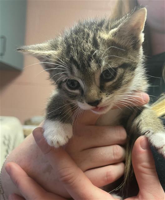 Shelter Stray Female Cat last seen Near BLOCK PINEWOOD RD, 127 Humane Ln, Columbia, SC 29201, USA