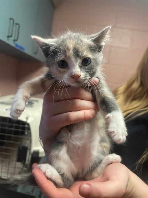 Shelter Stray Female Cat last seen Near BLOCK PINEWAY RD, 127 Humane Ln, Columbia, SC 29201, USA