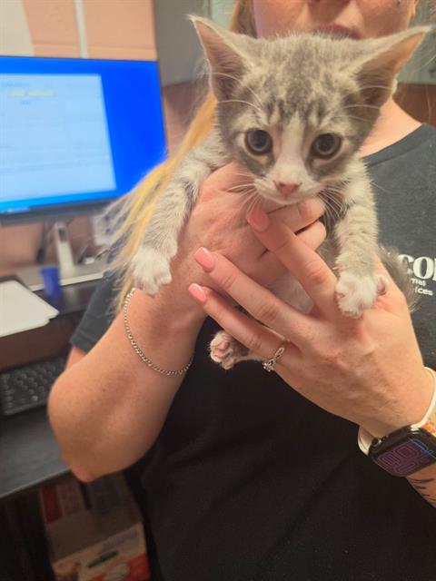 Shelter Stray Female Cat last seen Near BLOCK PINEWAY RD, 127 Humane Ln, Columbia, SC 29201, USA