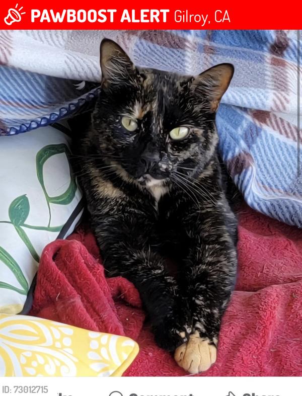 Lost Male Cat last seen GLENVIEW elementary, Gilroy, CA 95020