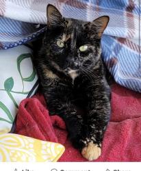 Lost Male Cat last seen GLENVIEW elementary, Gilroy, CA 95020