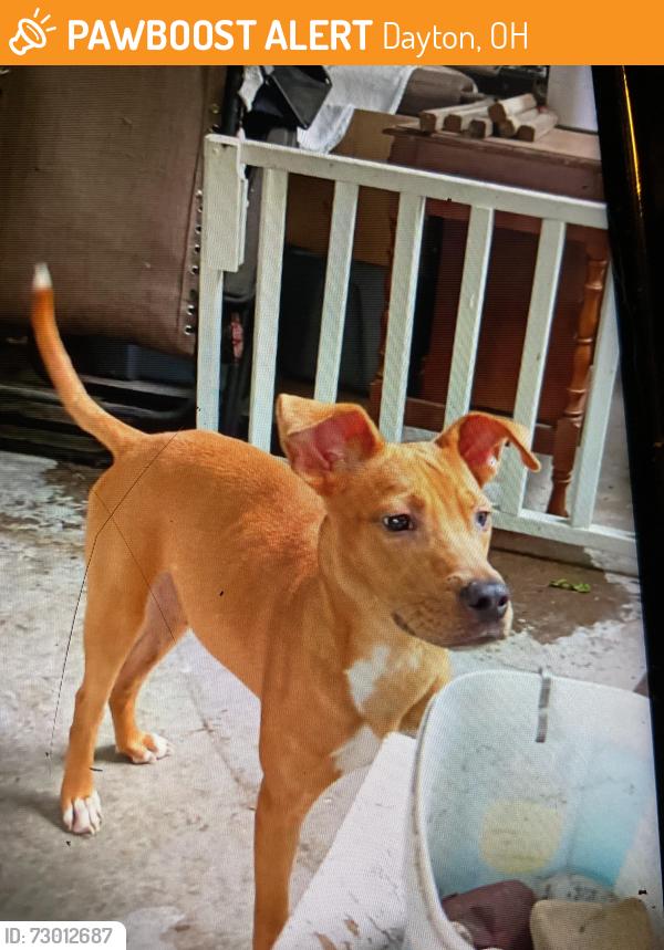 Found/Stray Male Dog last seen Holler st, Dayton, OH 45402