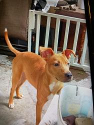 Found/Stray Male Dog last seen Holler st, Dayton, OH 45402