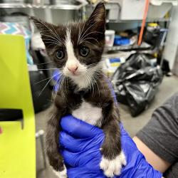 Shelter Stray Female Cat last seen ST CLAIR ABRAMS AVE, TAVARES, 12280 County Rd 448, Tavares, FL 32778, USA