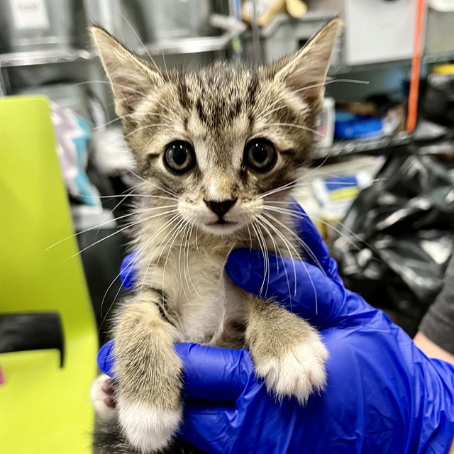 Shelter Stray Female Cat last seen ST CLAIR ABRAMS AVE, TAVARES, 12280 County Rd 448, Tavares, FL 32778, USA