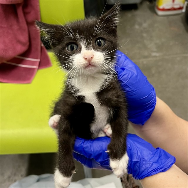 Shelter Stray Male Cat last seen ST CLAIR ABRAMS AVE, TAVARES, 12280 County Rd 448, Tavares, FL 32778, USA