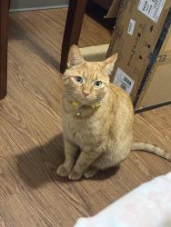 Lost Male Cat last seen Newtown Crossing apmts, Lexington, KY 40508