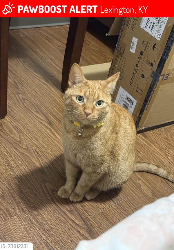 Lost Male Cat last seen Newtown Crossing apmts, Lexington, KY 40508