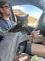 Lost Female Cat last seen Seabridge lane, San Diego, CA 92128