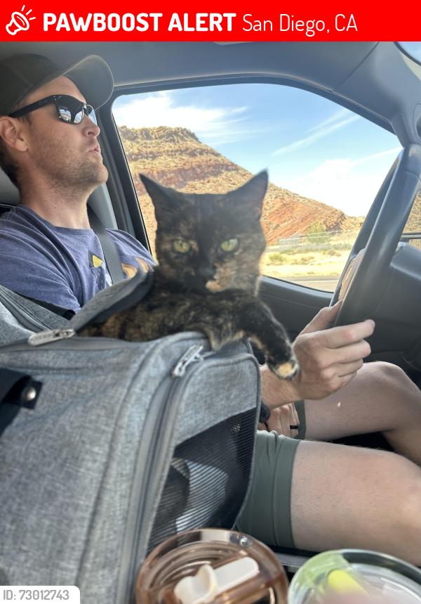 Lost Female Cat last seen Seabridge lane, San Diego, CA 92128