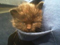 Shelter Stray Female Cat last seen CHARLOTTE, 8315 Byrum Dr, Charlotte, NC 28217, USA