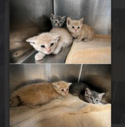 Shelter Stray Female Cat last seen , 957 N Gaffey St, San Pedro, CA 90731, USA