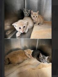 Shelter Stray Male Cat last seen , 957 N Gaffey St, San Pedro, CA 90731, USA
