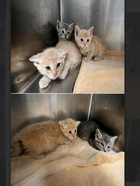 Shelter Stray Male Cat last seen , 957 N Gaffey St, San Pedro, CA 90731, USA