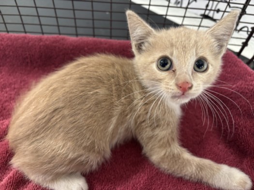 Shelter Stray Male Cat last seen , 957 N Gaffey St, San Pedro, CA 90731, USA