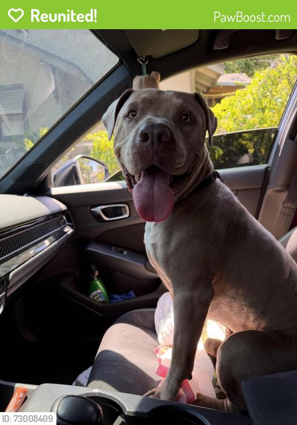 Reunited Male Dog last seen Euclid and G St , Ontario, CA 91764