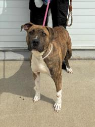 Shelter Stray Female Dog last seen Near BLOCK HILLCIRCLE RD, 3528 Newburg Rd, Louisville, KY 40218, USA
