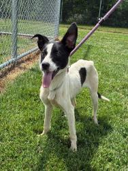 Shelter Stray Female Dog last seen Near BLOCK PEACHTREE AVE, 3528 Newburg Rd, Louisville, KY 40218, USA