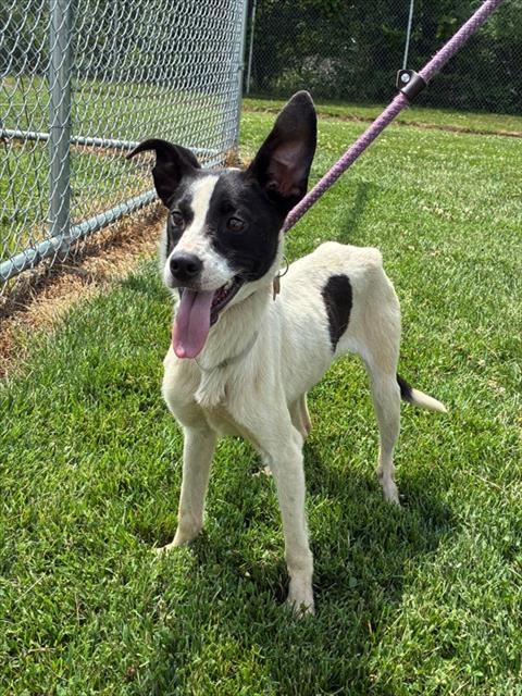 Shelter Stray Female Dog last seen Near BLOCK PEACHTREE AVE, 3528 Newburg Rd, Louisville, KY 40218, USA