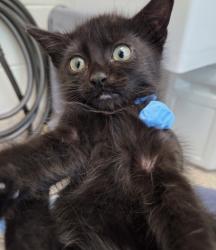 Shelter Stray Male Cat last seen Near BLOCK WILLOW ST, 12155 Park Blvd, Brighton, CO 80601, USA