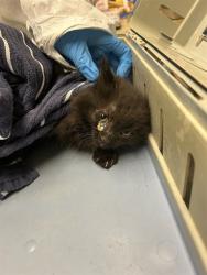 Shelter Stray Male Cat last seen Near BLOCK W 96TH AVE, 12155 Park Blvd, Brighton, CO 80601, USA