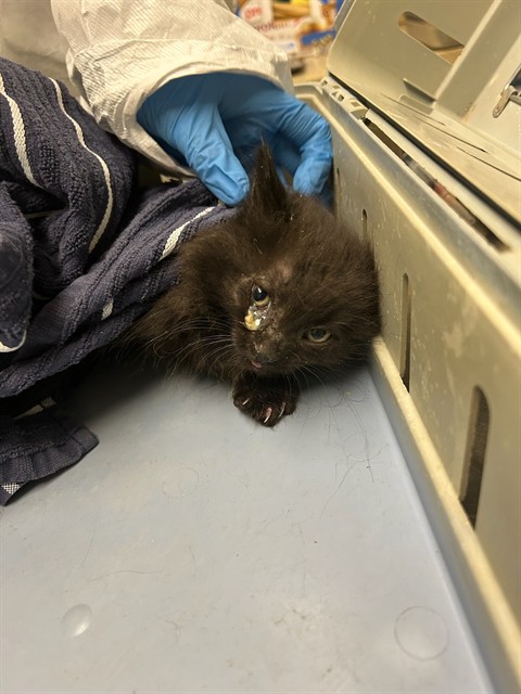 Shelter Stray Male Cat last seen Near BLOCK W 96TH AVE, 12155 Park Blvd, Brighton, CO 80601, USA