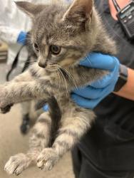 Shelter Stray Female Cat last seen Near BLOCK E 91ST AVE, 12155 Park Blvd, Brighton, CO 80601, USA
