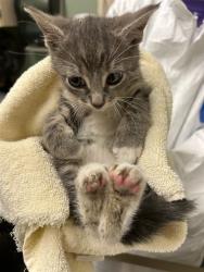 Shelter Stray Male Cat last seen Near BLOCK E 91ST AVE, 12155 Park Blvd, Brighton, CO 80601, USA
