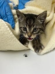 Shelter Stray Male Cat last seen Near BLOCK E 91ST AVE, 12155 Park Blvd, Brighton, CO 80601, USA