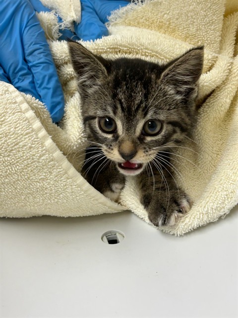 Shelter Stray Male Cat last seen Near BLOCK E 91ST AVE, 12155 Park Blvd, Brighton, CO 80601, USA