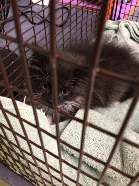 Shelter Stray Male Cat last seen 88TH AND WELBY RD, 12155 Park Blvd, Brighton, CO 80601, USA