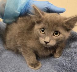 Shelter Stray Male Cat last seen Near BLOCK FEDERAL BLVD, 12155 Park Blvd, Brighton, CO 80601, USA