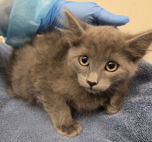 Shelter Stray Male Cat last seen Near BLOCK FEDERAL BLVD, 12155 Park Blvd, Brighton, CO 80601, USA