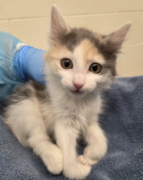 Shelter Stray Female Cat last seen Near BLOCK FEDERAL BLVD, 12155 Park Blvd, Brighton, CO 80601, USA