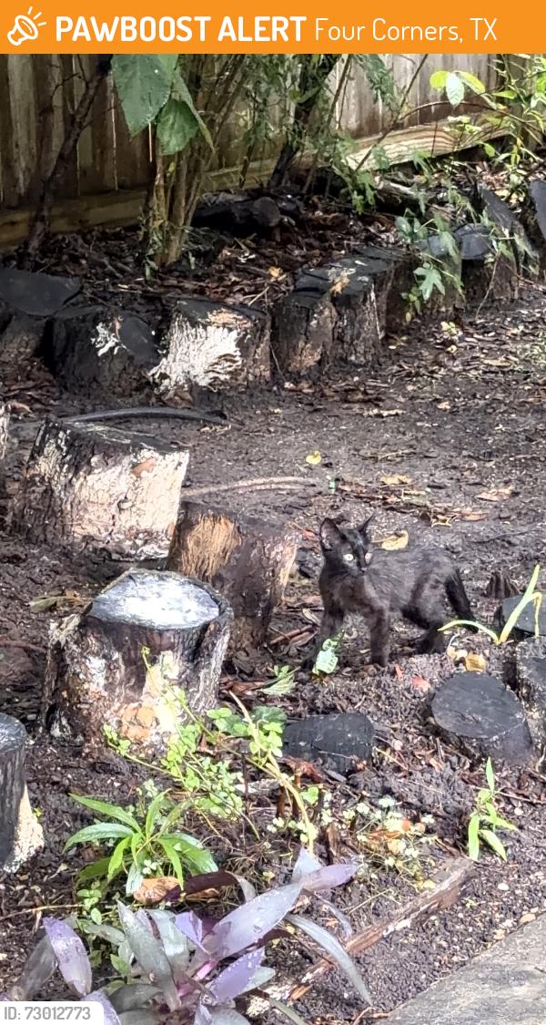 Found/Stray Unknown Cat last seen Near aldi, Four Corners, TX 77083
