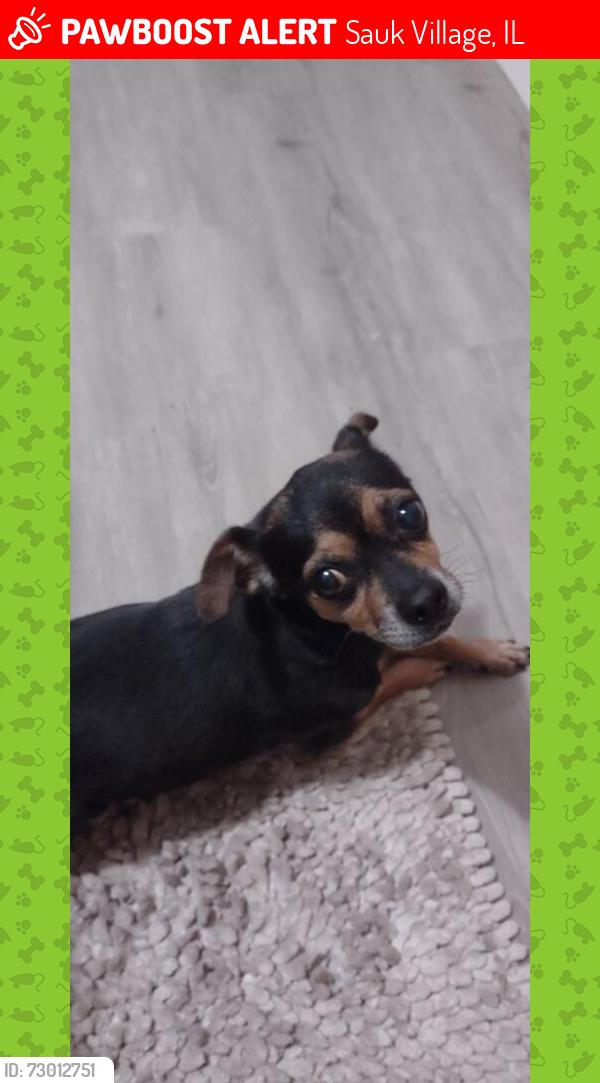 Lost Female Dog last seen Torrence , Sauk Village, IL 60411