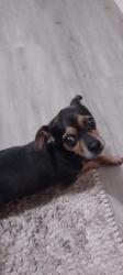 Lost Female Dog last seen Torrence , Sauk Village, IL 60411
