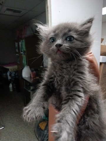Shelter Stray Female Cat last seen HOSPITALITY AND WATERMAN, 333 Chandler Pl, San Bernardino, CA 92408, USA