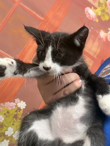 Shelter Stray Male Cat last seen HUDSON & E 17TH ST, 333 Chandler Pl, San Bernardino, CA 92408, USA