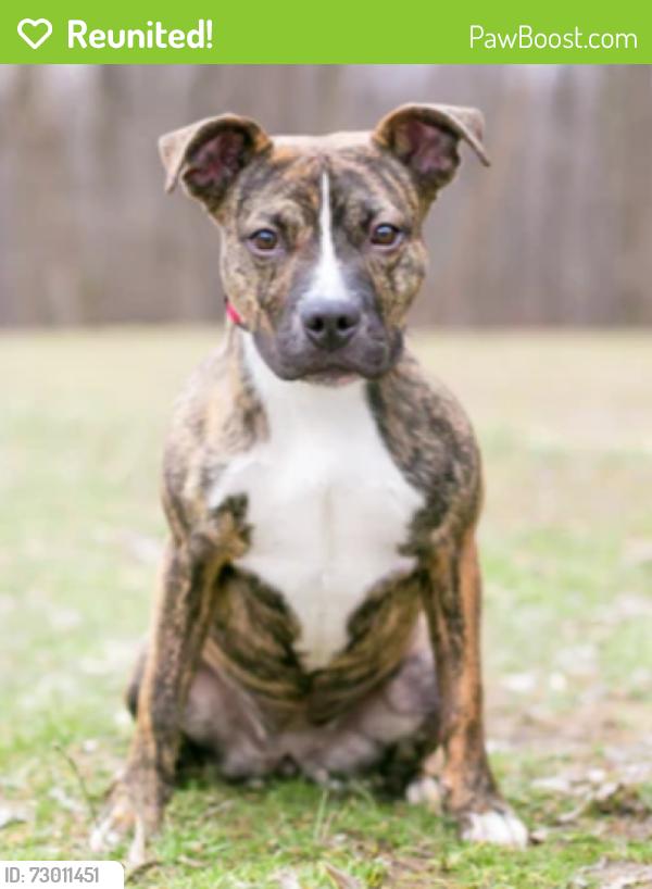 Reunited Female Dog last seen Fruitvale ave , Oakland, CA 94601